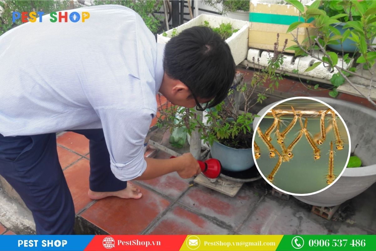 Sự tồn tại của ổ bọ gậy và loăng quăng trong nhà