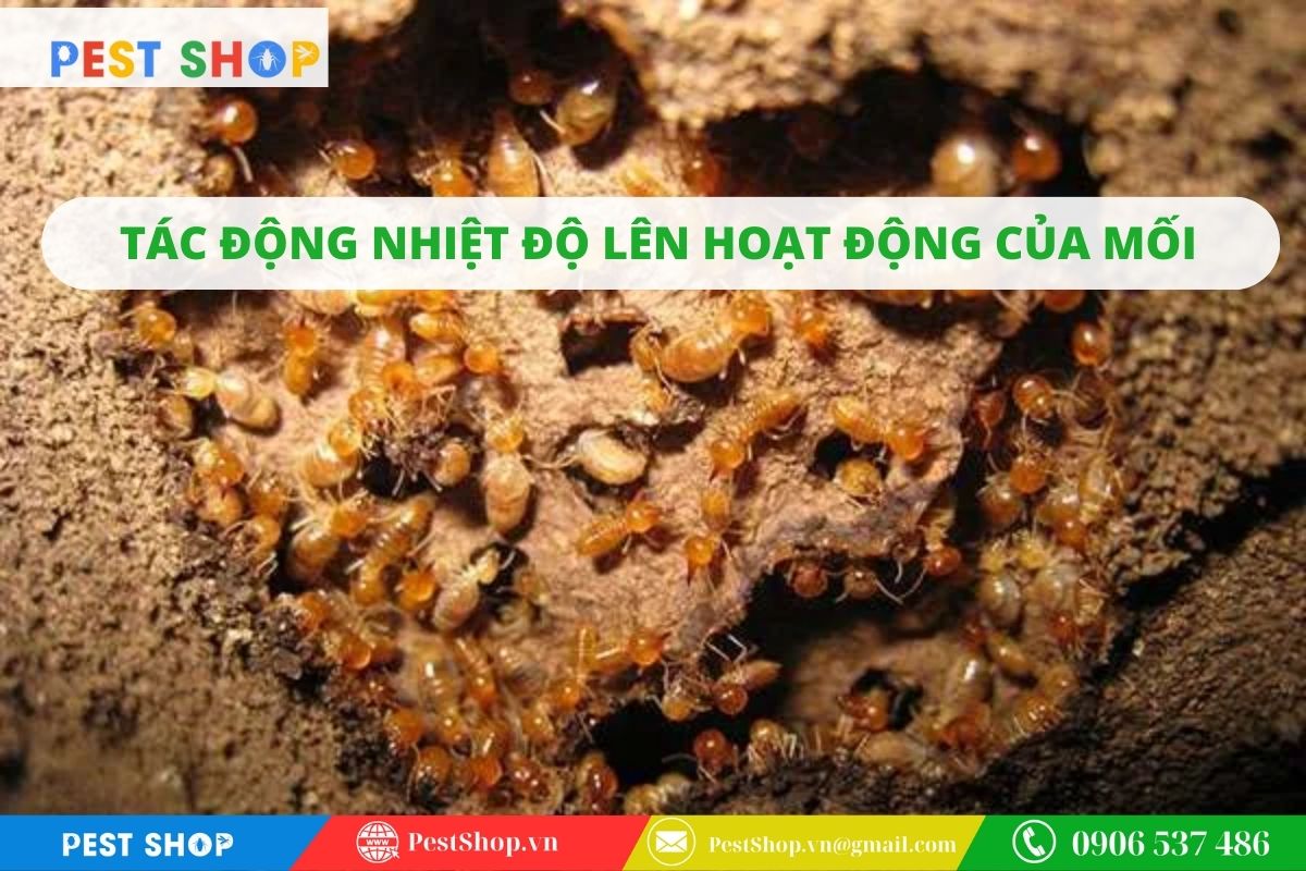 thời gian diệt mối tận gốc mất bao lâu