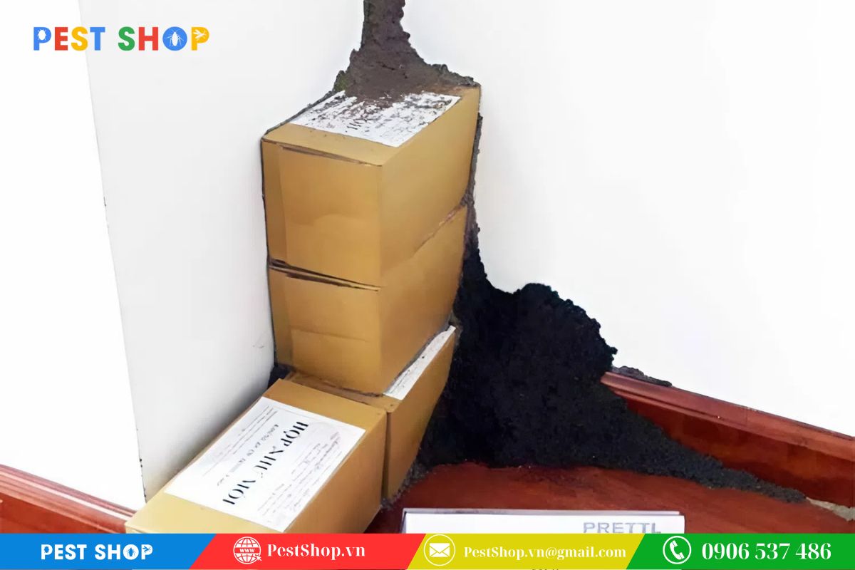 Khảo sát và đặt hộp nhử đúng vị trí