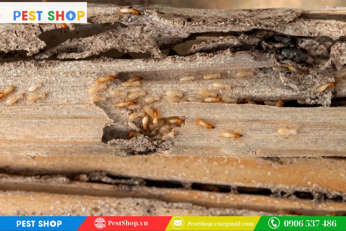 Kiểm tra và đánh giá hiệu quả tận gốc