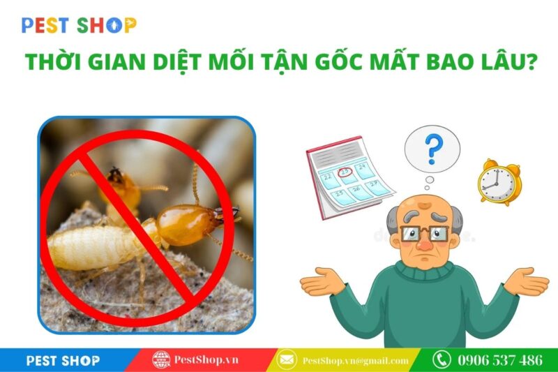thời gian diệt mối tận gốc mất bao lâu