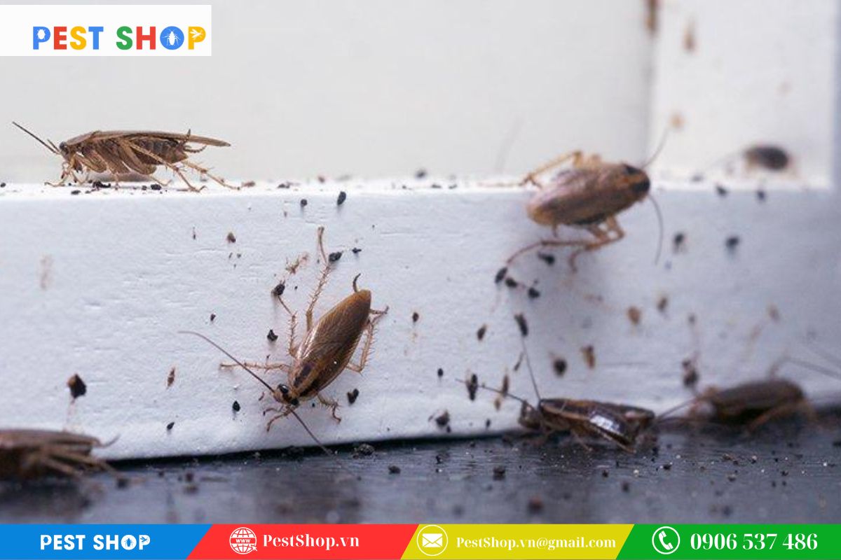 Đặc điểm sinh học và tốc độ sinh sản chóng mặt của gián Đức