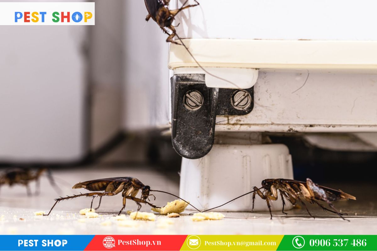 Tập tính ẩn náu trong các khe kẽ cực nhỏ