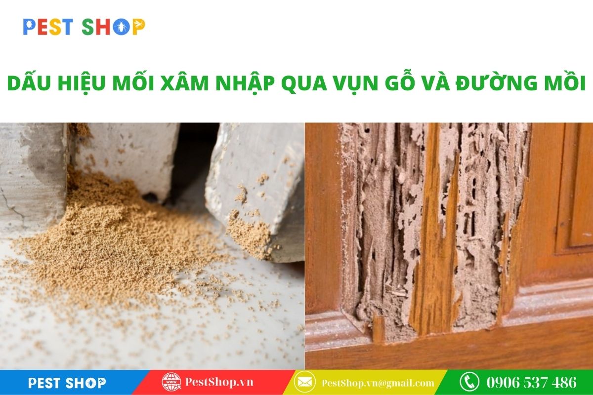 thuoc diet moi khong mui cho chung cu 5 Dấu hiệu mối xâm nhập qua vụn gỗ và đường mồi