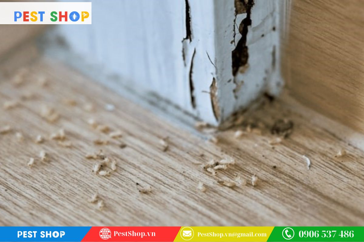 thuoc diet moi khong mui cho chung cu 6 Các vị trí trọng yếu cần xử lý trong căn hộ chung cư