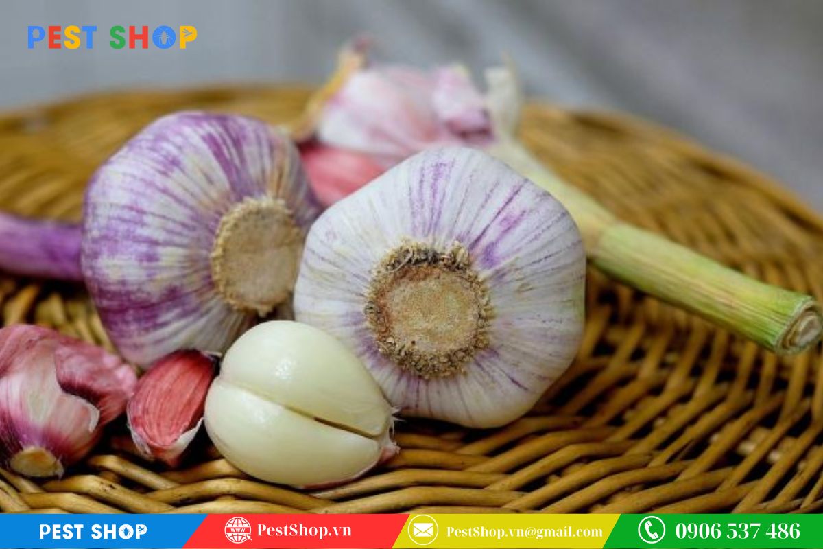 Diệt muỗi bằng tỏi và các loại gia vị có mùi nồng