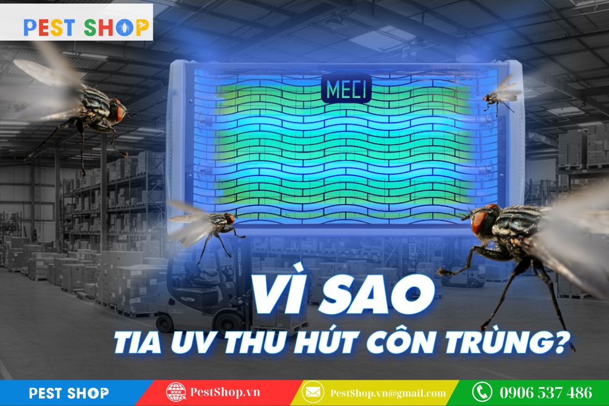 Hiện tượng phototaxis và bản năng hướng sáng của côn trùng